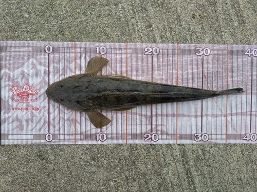 マゴチの釣果