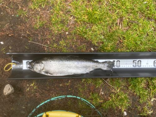 サクラマスの釣果