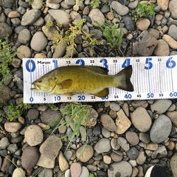 スモールマウスバス