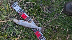 アメマスの釣果