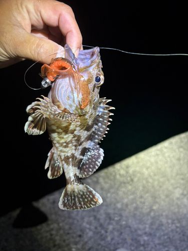 カサゴの釣果
