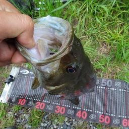 スモールマウスバス