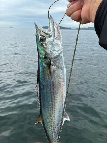 サワラの釣果
