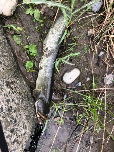 ナマズの釣果