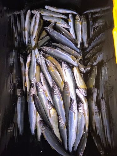 アユの釣果