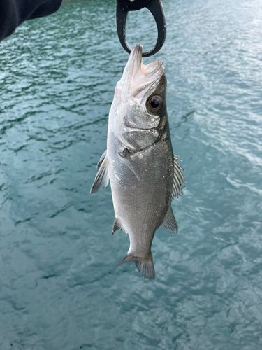 ハネ（ヒラスズキ）の釣果