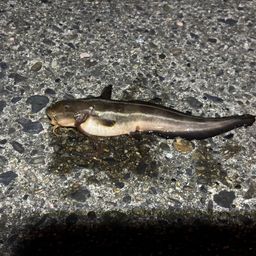 ゴンズイ