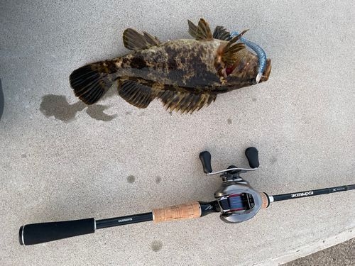 ベッコウゾイの釣果