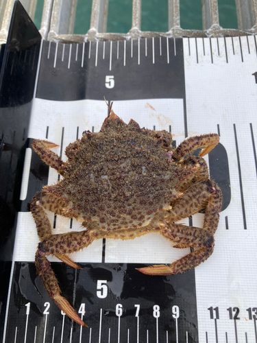 クリガニの釣果