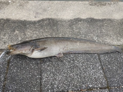 ナマズの釣果