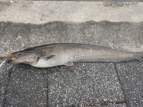 ナマズの釣果