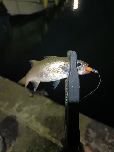 ムツの釣果