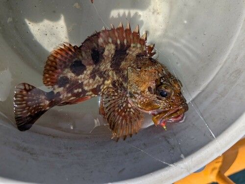 カサゴの釣果