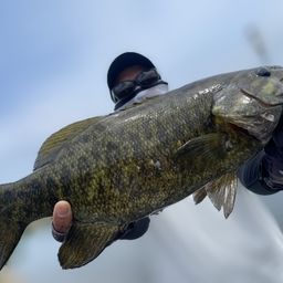 スモールマウスバス