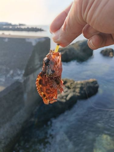 ガシラの釣果