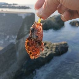 ガシラ
