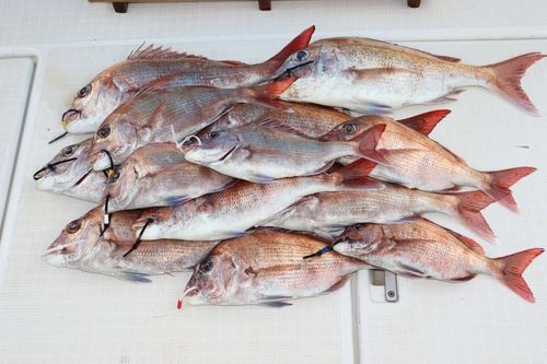 マダイの釣果