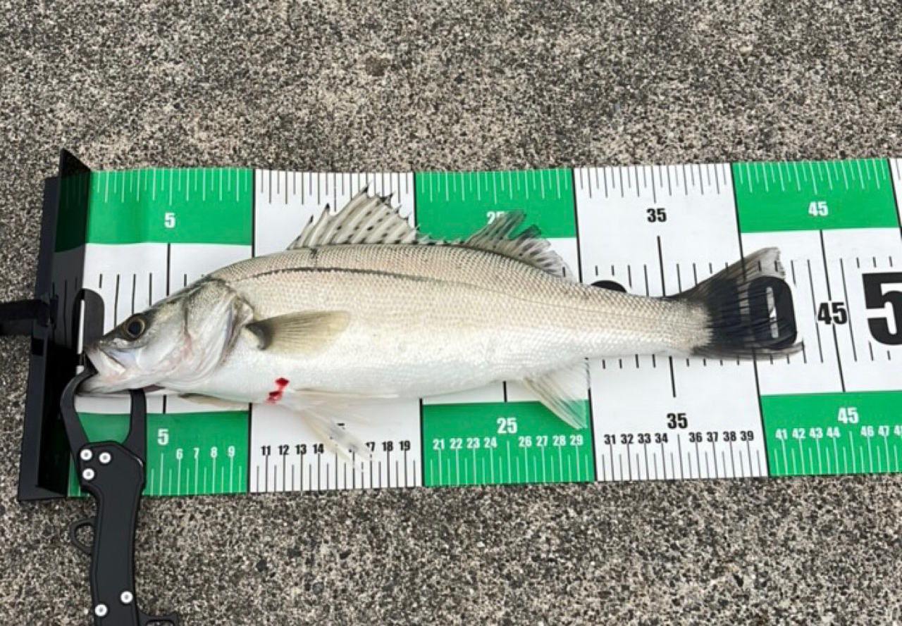 アブガルシア(Abu Garcia) ソルティーステージプロトタイプ