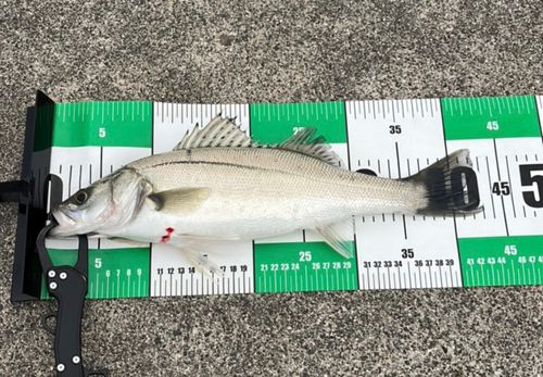 フッコ（マルスズキ）の釣果