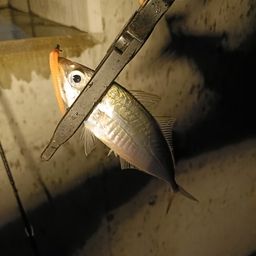 アジ