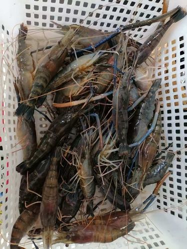 オニテナガエビの釣果