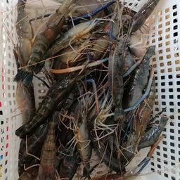 オニテナガエビ