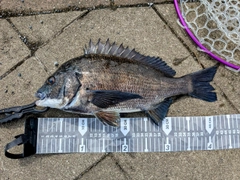 クロダイの釣果