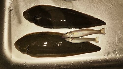 キスの釣果