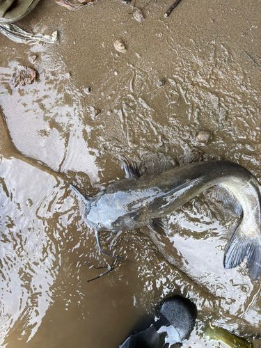 アメリカンキャットフィッシュの釣果