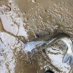 アメリカンキャットフィッシュ