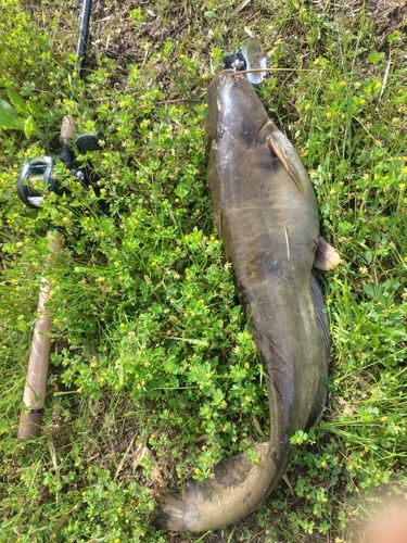 ナマズの釣果