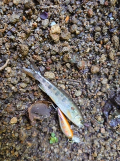 ヤマメの釣果
