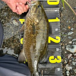 スモールマウスバス