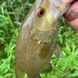 スモールマウスバス