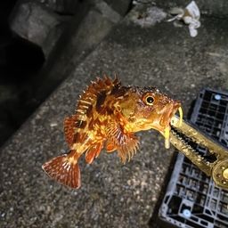 ガシラ