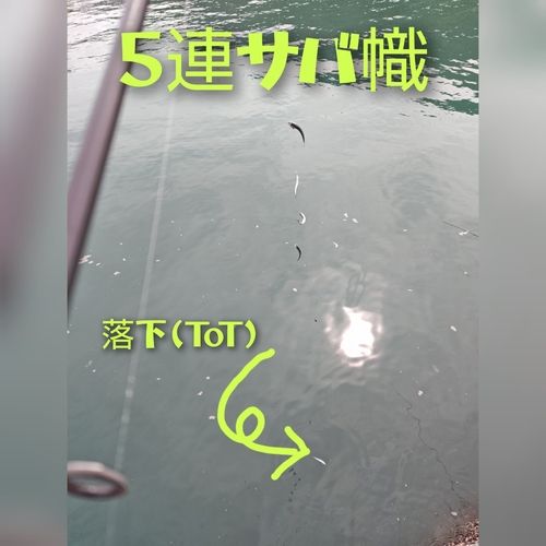 サバの釣果