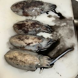 コウイカ