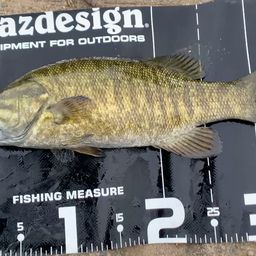 スモールマウスバス