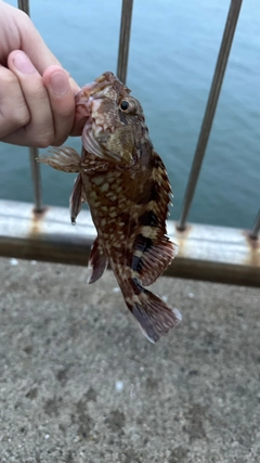 カサゴの釣果