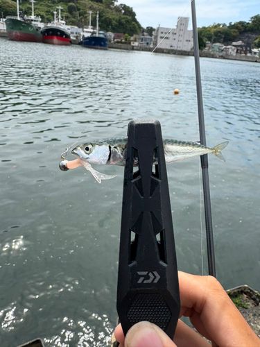 ゴマサバの釣果