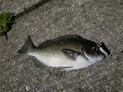 グレの釣果