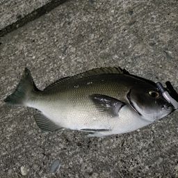 グレ