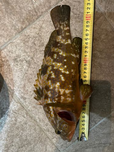 キジハタの釣果