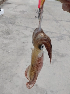 釣果