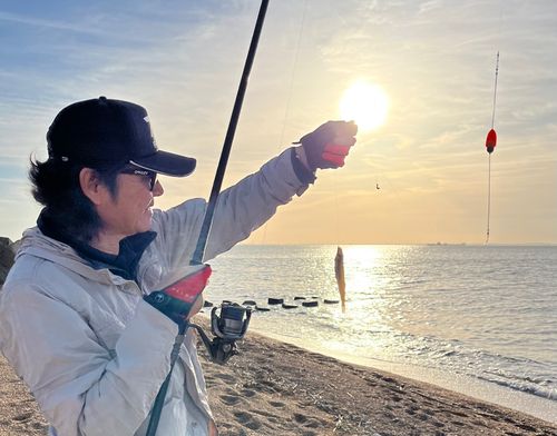 シロギスの釣果