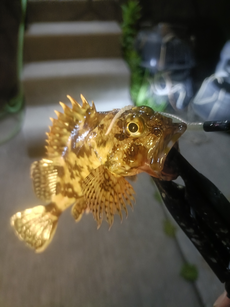 SHIMANO 21ソアレXR S610L-Sの最安値・インプレ・釣果 | 本音の