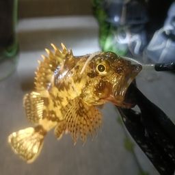 ガシラ