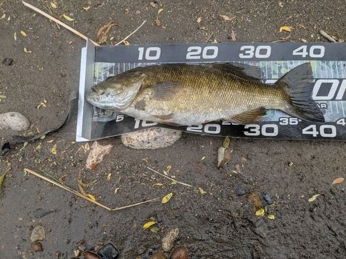 スモールマウスバスの釣果