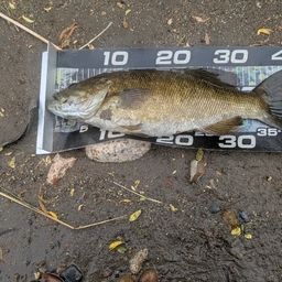 スモールマウスバス