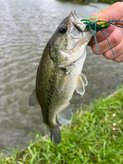 ラージマウスバスの釣果